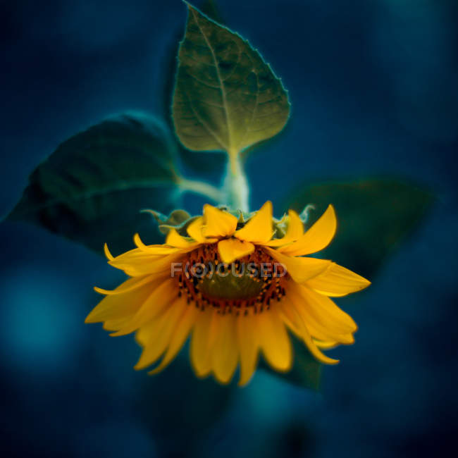 Nahaufnahme der Sonnenblume vor blauem Hintergrund — Stockfoto