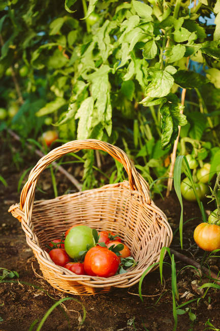 Basket with freshly picked tomatoes in garden — Stock Photo