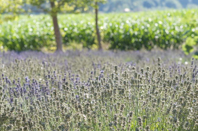 Scenic view of fresh lavender field, blurred background — Stock Photo