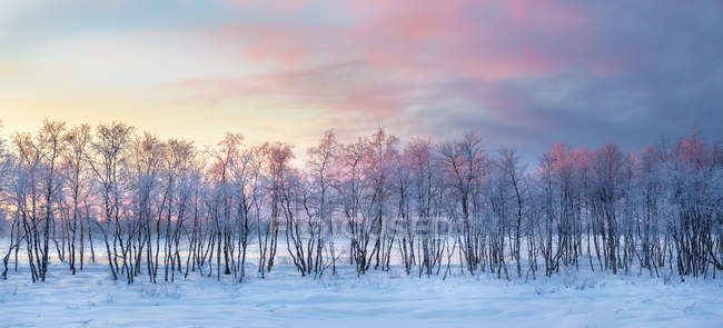 Vista panorámica del amanecer de invierno sobre Laponia, Finlandia - foto de stock