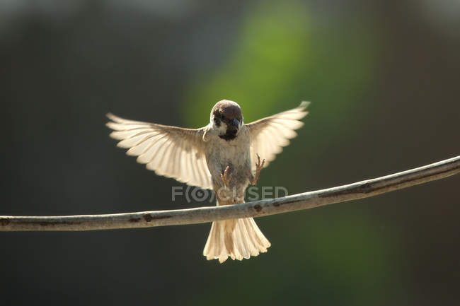Atterrissage d'oiseaux sur une branche sur fond flou — Photo de stock