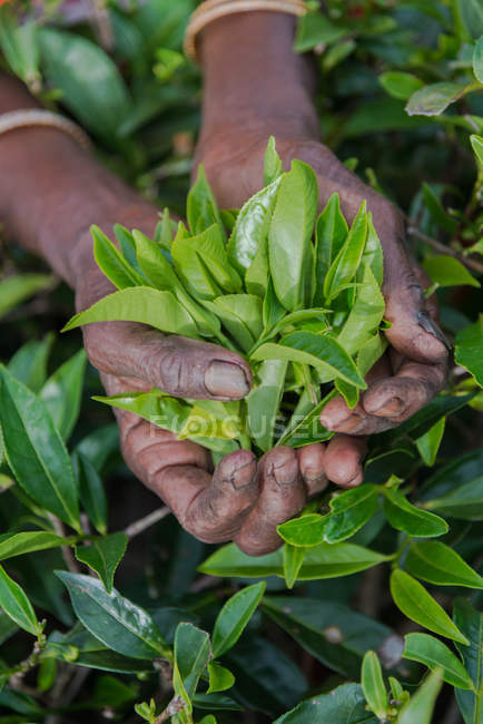 Immagine ritagliata di manciata di foglie di tè appena raccolte — Foto stock