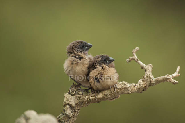 Small birds sitting on branch against green background — Stock Photo