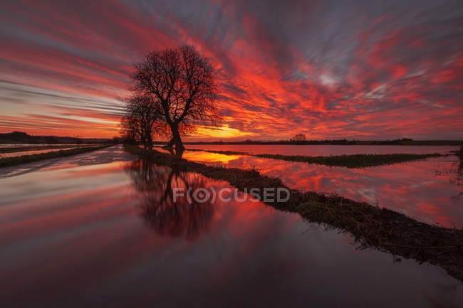 Vista panorâmica da árvore na paisagem inundada ao pôr do sol — Fotografia de Stock