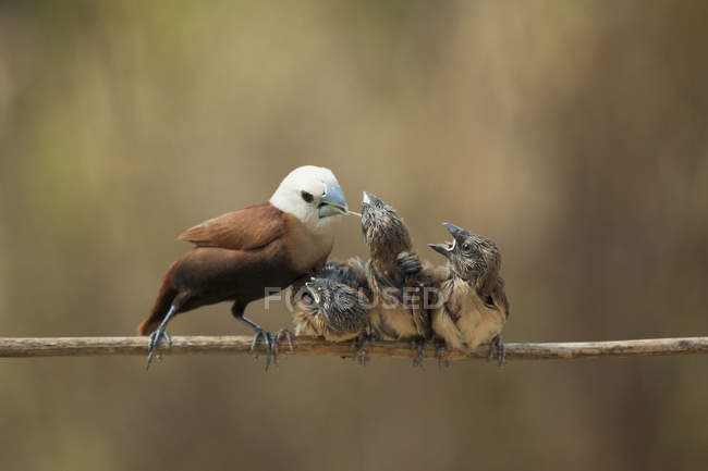 Pássaro alimentando três filhotes, Jember, East Java, Indonesia — Fotografia de Stock