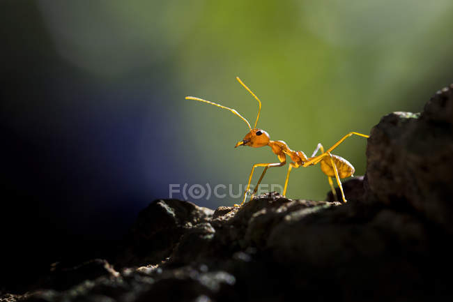 Vista de primer plano de hormiga roja contra fondo borroso - foto de stock