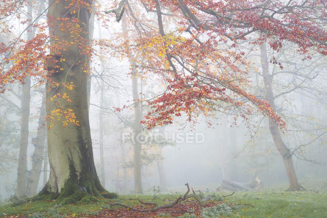Niebla de otoño en Madingley, Cambridgeshire, Reino Unido - foto de stock