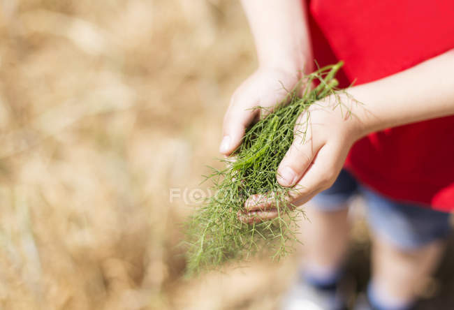 Boy holding fresh picked Fennel in hands — Stock Photo