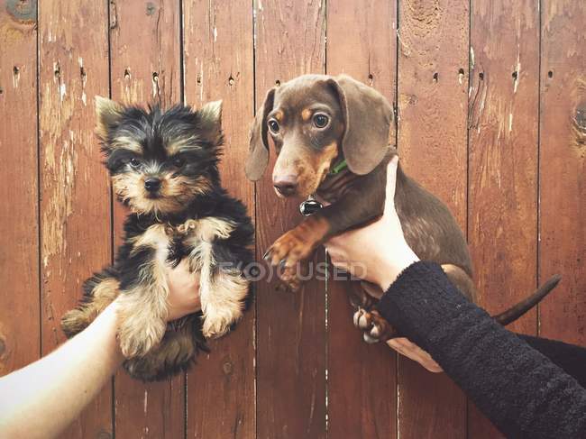 Imagen recortada de manos humanas sosteniendo dos cachorros - foto de stock