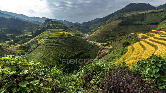 Мальовничий вид на рисових полях, Mu Cang чай, Yenbai, В'єтнам — стокове фото