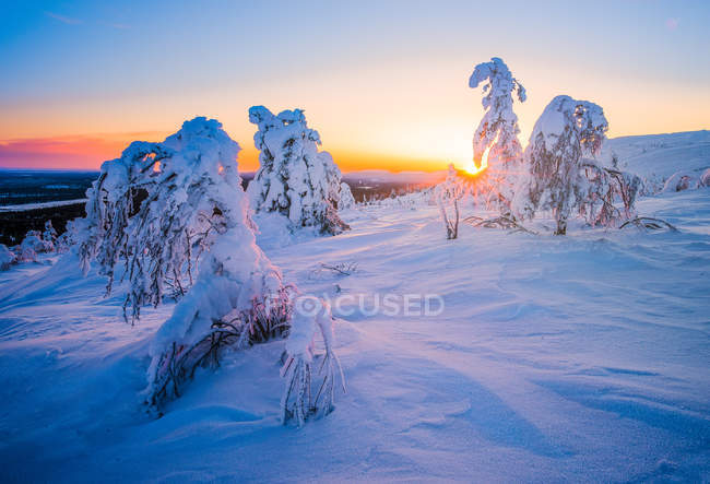 Vista panorâmica de árvores cobertas de neve ao nascer do sol, Lapônia, Finlândia — Fotografia de Stock