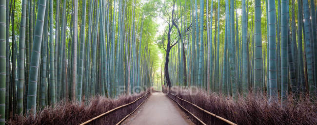 Vista panorâmica do arvoredo de bambu Arashiyama, Kyoto, Japão — Fotografia de Stock