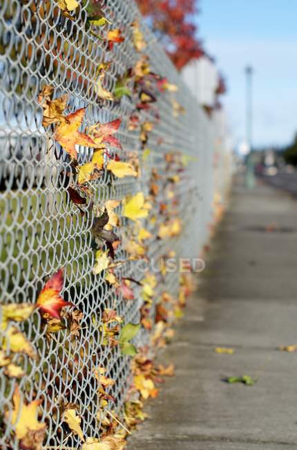 Colorful autumn leaves lodged in chain link fence — Stock Photo