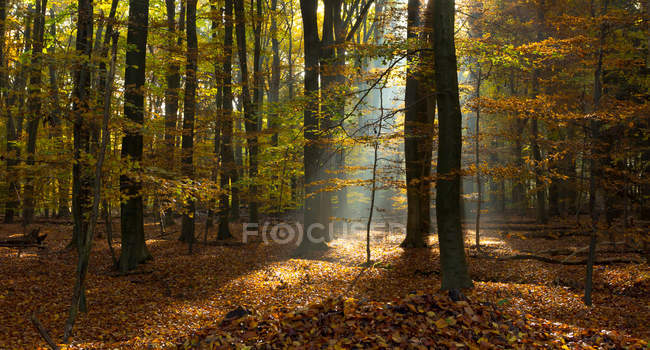 Majestosa vista da bela floresta com luz solar cênica — Fotografia de Stock