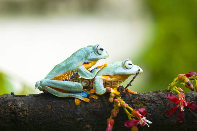 Deux grenouilles arborescentes planant sur une branche — Photo de stock