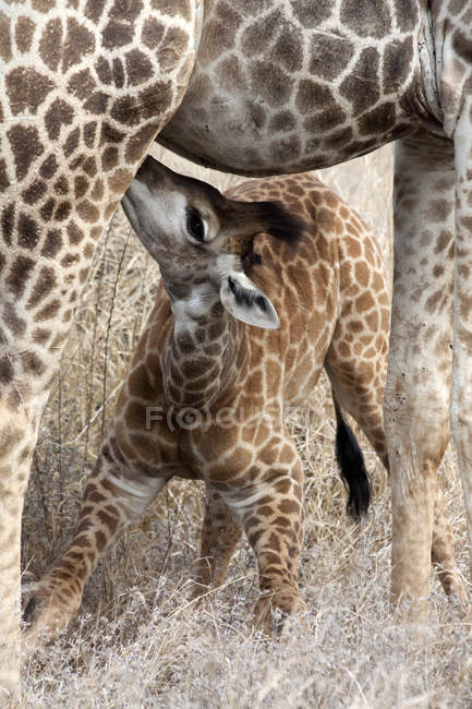 Alimentación de la jirafa bebé, Parque Nacional Kruger, Sudáfrica - foto de stock