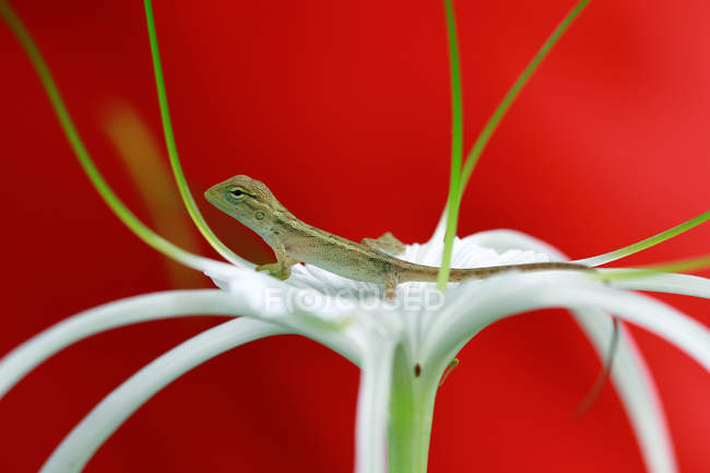 Primer plano hermoso lagarto sentado en planta fresca - foto de stock