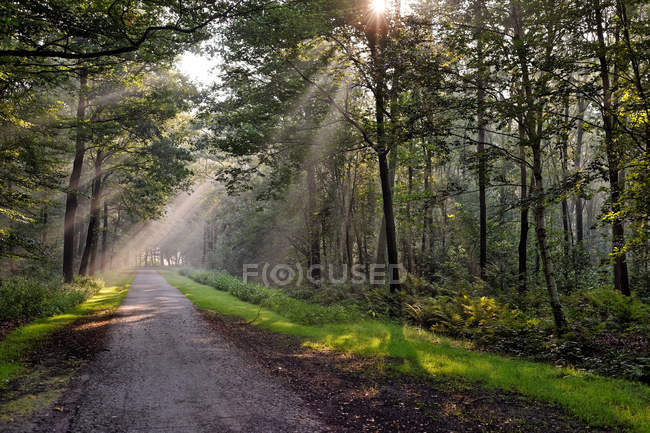 Malerischer Blick auf Lichtstrahlen im Wald, Deutschland, Niedersachsen, Ostfriesland — Stockfoto