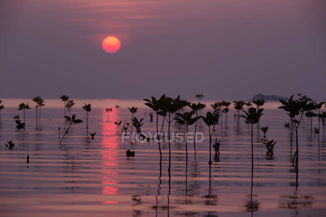 Vista panorâmica das árvores de mangue ao pôr do sol, Tailândia — Fotografia de Stock