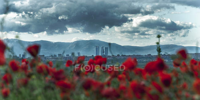 Испания, Мадрид, Поппи поле, город на заднем плане — стоковое фото