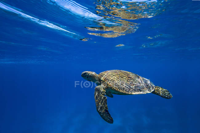 Tortuga nadando bajo el agua en océano - foto de stock