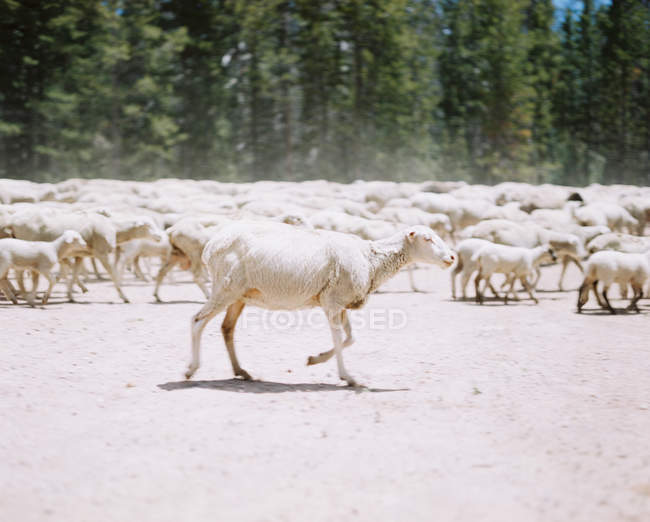 Gran manada de ovejas, Wyoming, América, EE.UU. - foto de stock