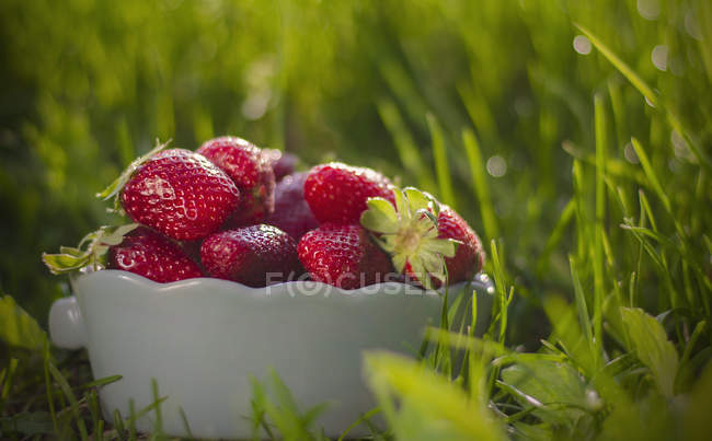 Bol de fraises savoureuses dans l'herbe verte — Photo de stock