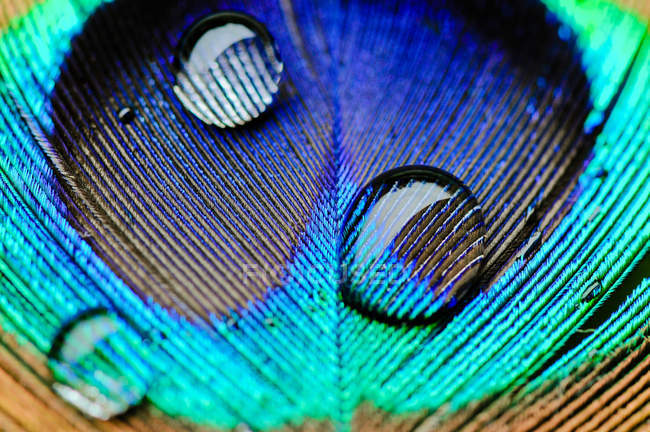 Macro shot of water drops on a peacock feather — Stock Photo
