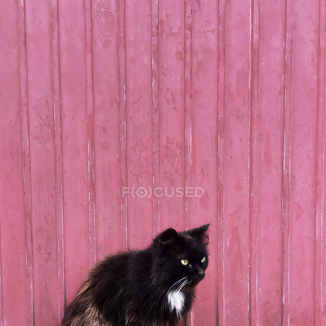 Кот сидит перед розовой стеной — стоковое фото