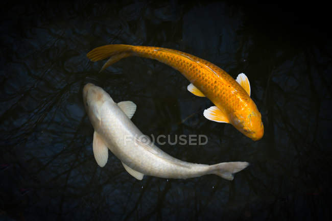 Nahaufnahme von zwei Koi-Fischen, die in einem Teich schwimmen — Stockfoto
