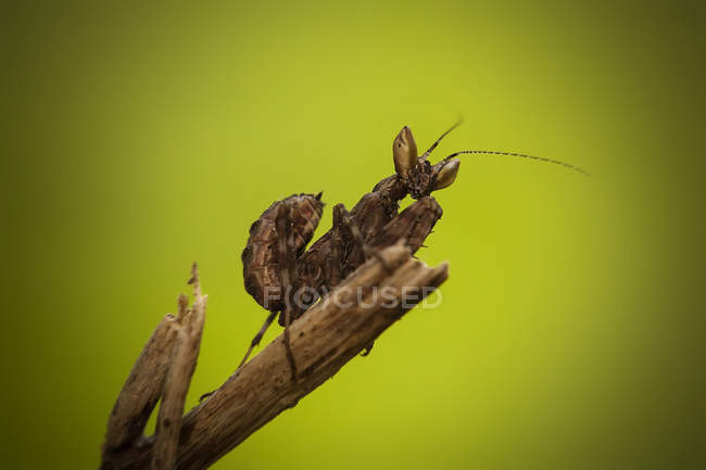 Mantis en rama contra fondo borroso - foto de stock