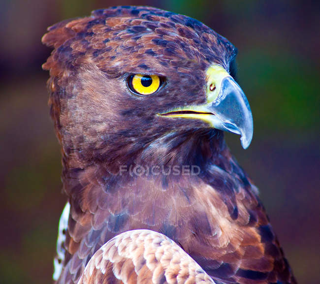 Retrato de un águila estepa sobre fondo borroso - foto de stock