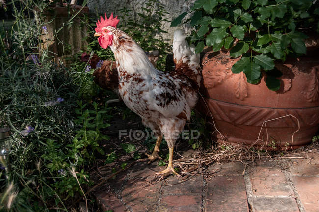 Rooster standing by a plant pot in garden — Stock Photo