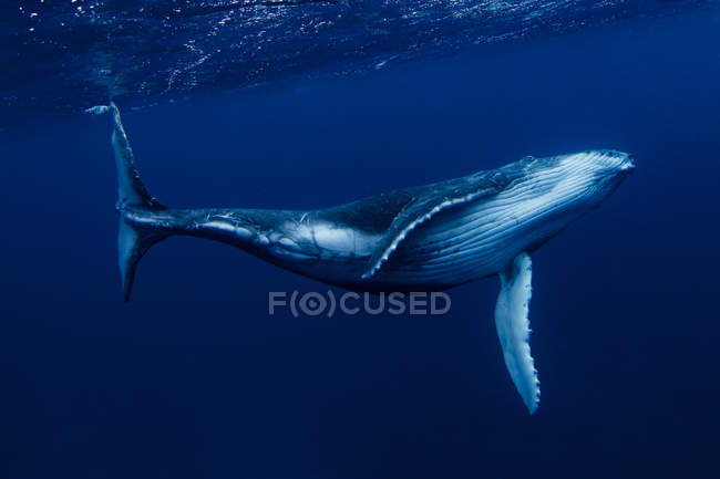 Горбатые киты плавают под водой, Тонга, южная часть Тихого океана — стоковое фото