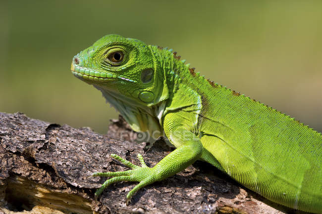 Nahaufnahme eines grünen Leguans, der auf einem Ast sitzt — Stockfoto