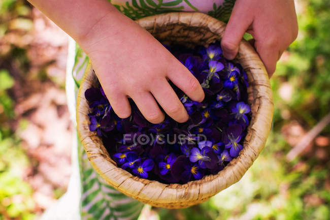 Image recadrée de Fille tenant panier avec des pétales de fleurs violettes — Photo de stock