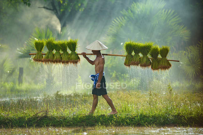 Homem carregando plantas de arroz em campo de arroz, Sakolnakh, Tailândia — Fotografia de Stock