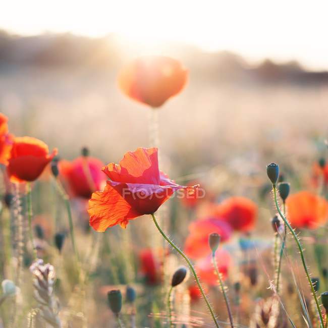 Gros plan sur les fleurs de pavot au coucher du soleil, fond flou — Photo de stock