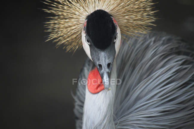 Vista ravvicinata di Gray Crowned Crane che guarda la telecamera, Indonesia, Bali — Foto stock