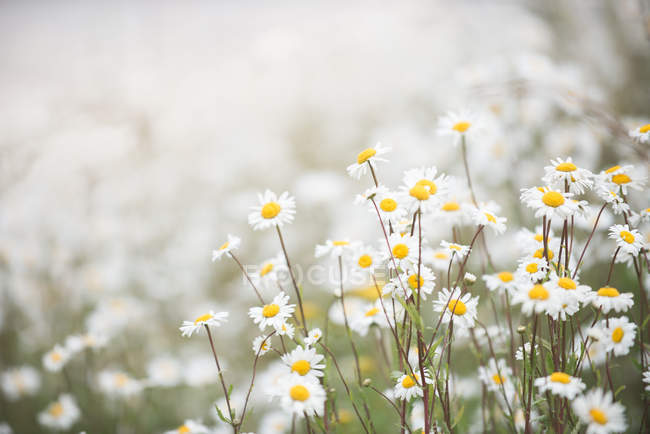 Vista de cerca de bonitas flores de margaritas sobre fondo borroso - foto de stock