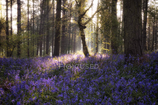 Regno Unito, Inghilterra, West Midlands, Warwickshire, Stratford-upon-Avon, Sunrise In BlueBell Woods — Foto stock