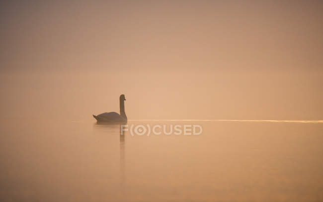 Лебідь плавання на озері в ранковий туман — стокове фото