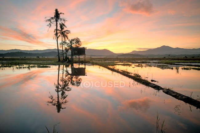Sonnenaufgang über Reisfeldern, Kota Belud, Sabah, Borneo, Malaysia — Stockfoto
