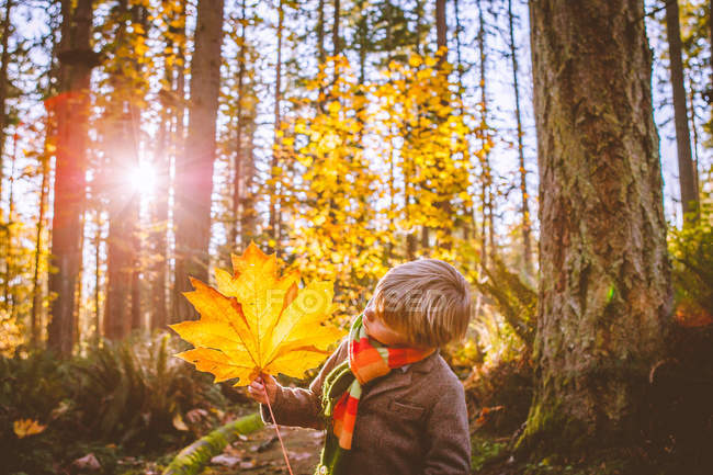 Menino segurando grande folha amarela em madeiras em retroiluminado — Fotografia de Stock