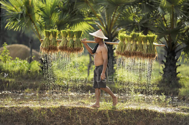 Side view of man carrying rice plants in Thailand — Stock Photo