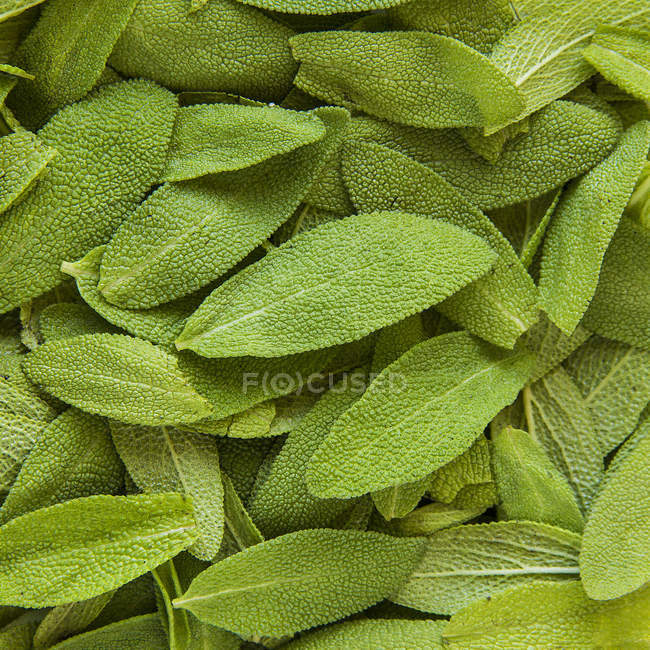 Gros plan des feuilles fraîches de sauge en tas — Photo de stock