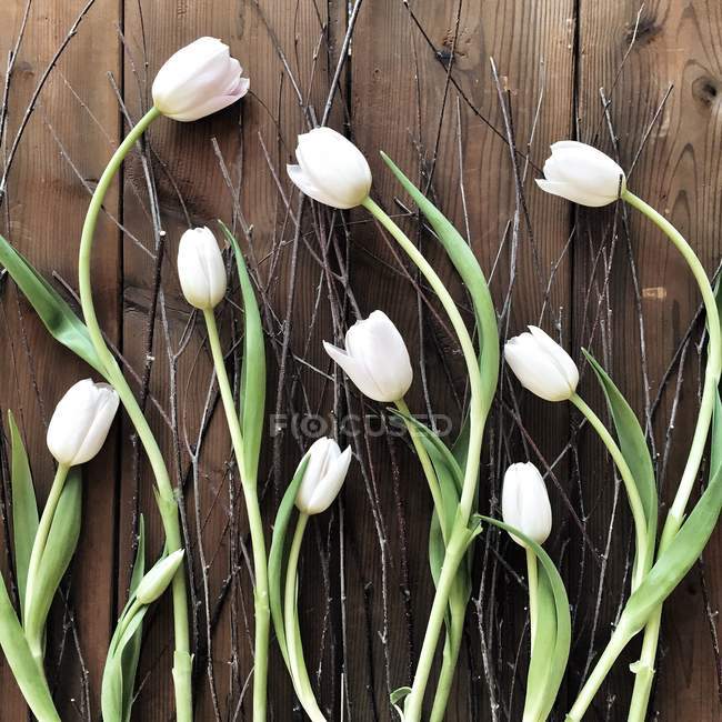 Tulipanes y ramitas blancas sobre superficie de madera oscura - foto de stock
