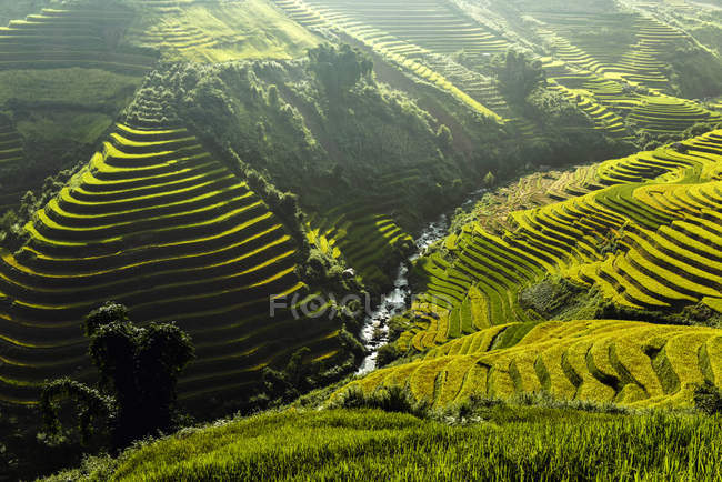 Hermosas terrazas de arroz de arrozal verde en el día soleado, Asia - foto de stock