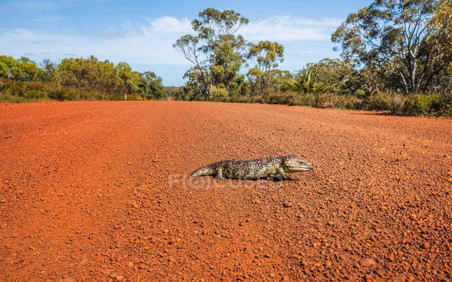 Vista panorámica de lagarto caminando a través de la carretera - foto de stock