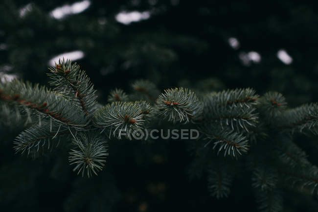 Fir tree spruce branches, closeup — Stock Photo